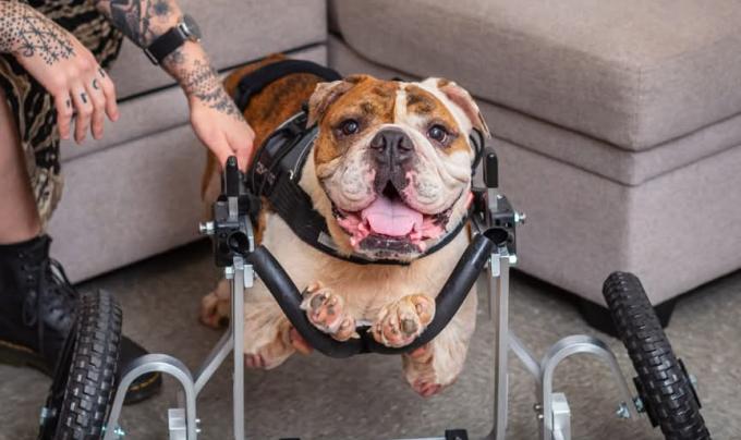 Linus the English bulldog pup in a wheelchair with a person's hand touching him